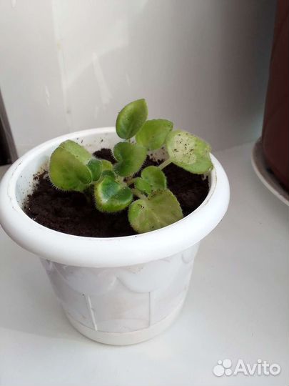 Фиалка-розовая с белым