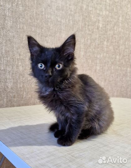 Котята сестренки