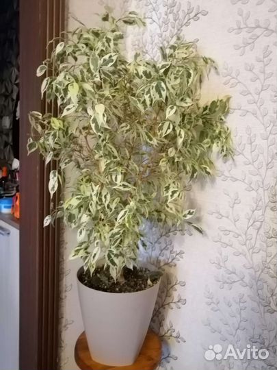 Бенджамина