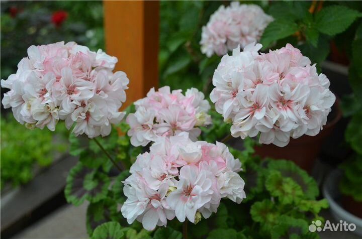 Пеларгонии сортовые - компакты и mini