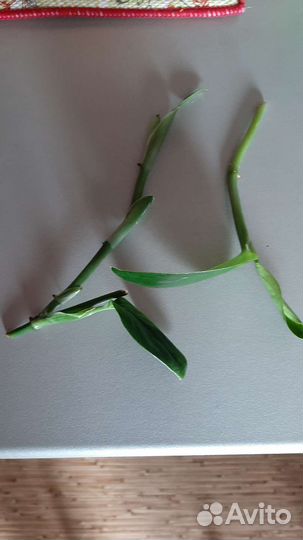 Филодендрон