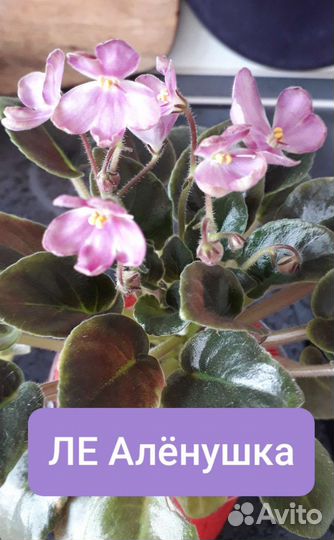 Фиалки полумини и стандарт