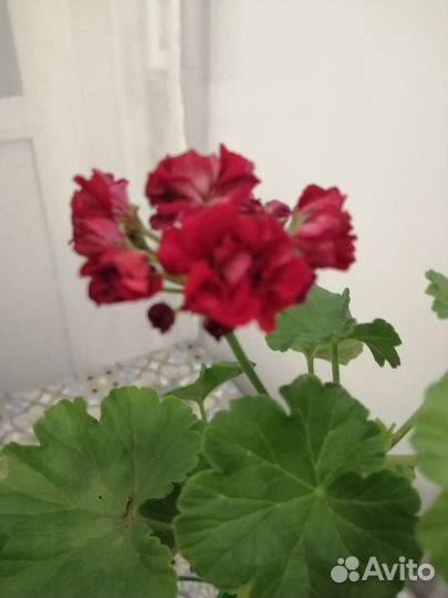Комнатные цветы(герань, роэ, сингониум)