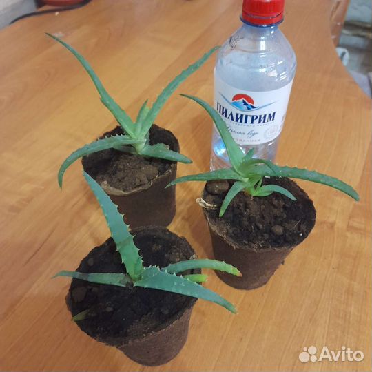 Алоэ и калонхоэ