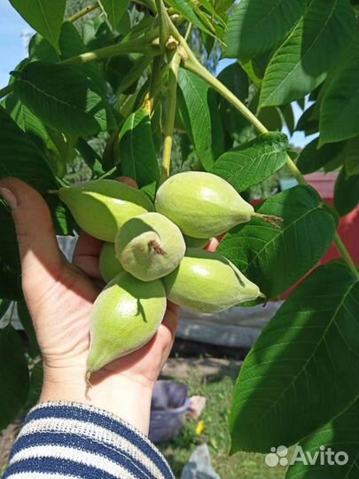 Саженцы и плоды маньчжурского ореха