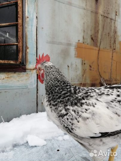 Молодые петухи