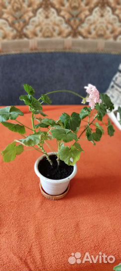 Фикус, цветы комнатные