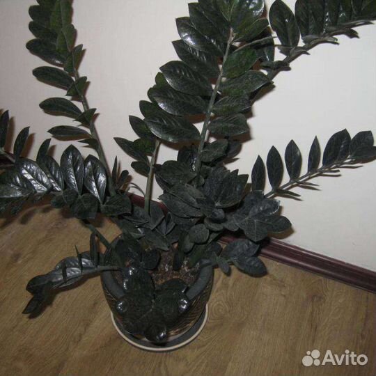 Замиокулькас черный равен