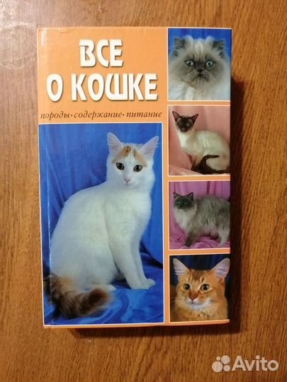 Все о кошке