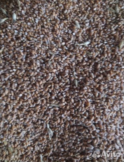 Продажа зерна