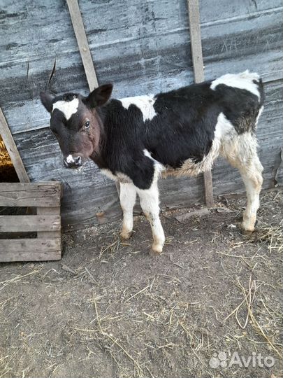 Бычок 2 мес
