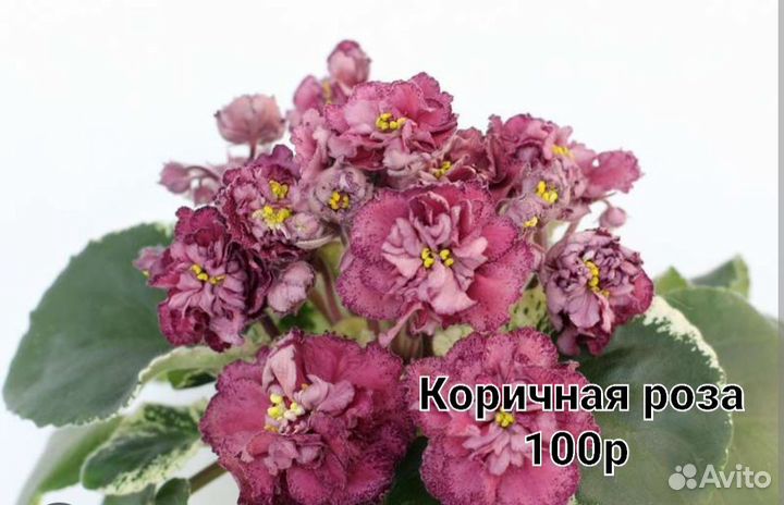 Фиалки сортовые