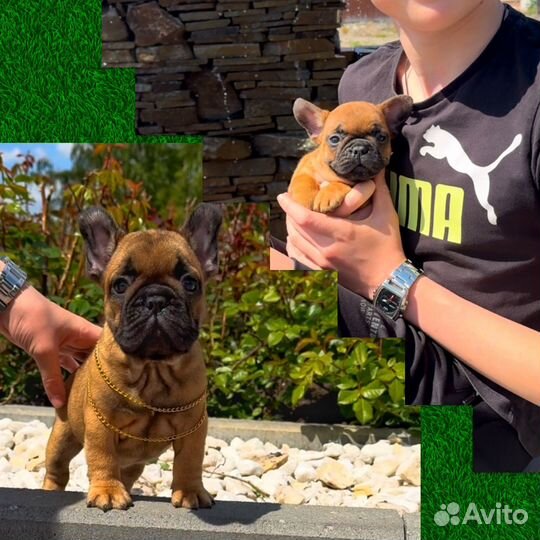 Мини девочки французики