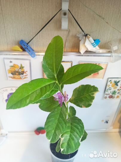 Лимон вариегатный