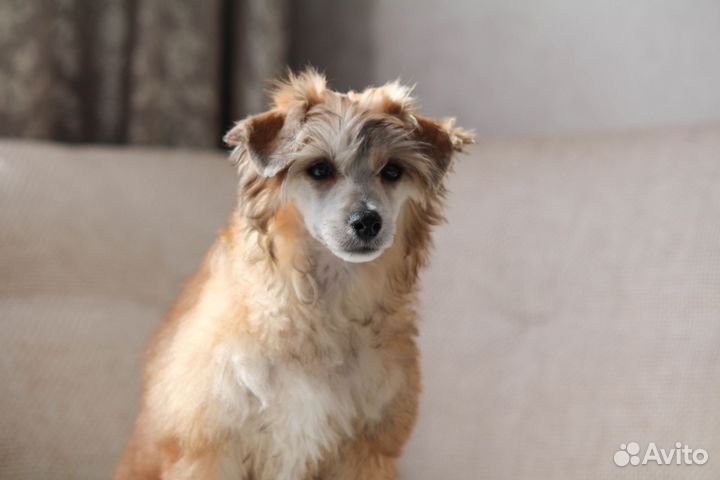 Китайская хохлатая пуховая