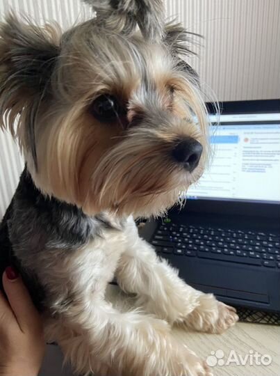 Передержка для собак