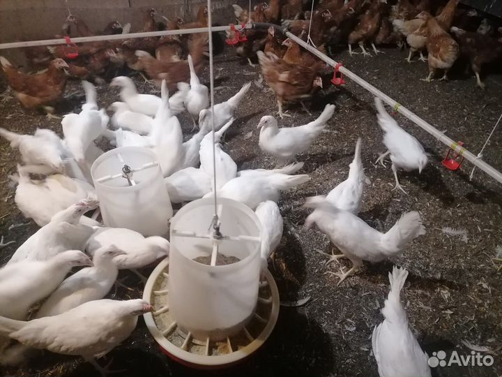 Кур молодок белых,рыжих,петухов