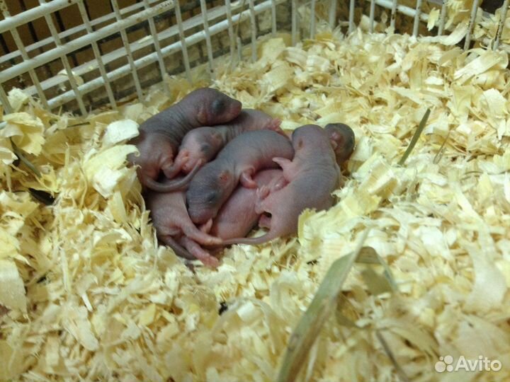 Ратолог специалист по грызунам