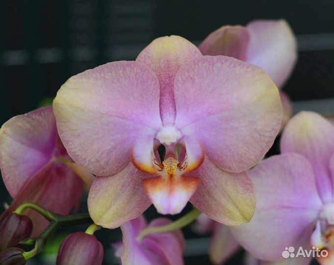 Орхидея фаленопсис