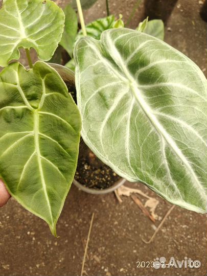 Алоказии разные