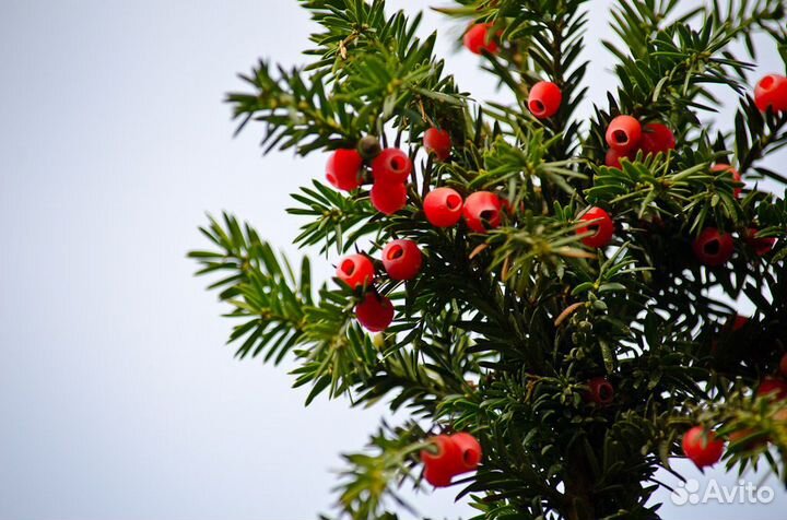 Хвойники.,Ива,Гибискус, Кизильник
