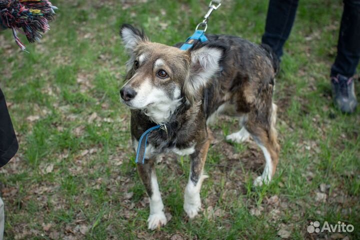 Красавица Матильда в добрые руки