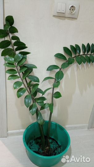 Замиокулькас