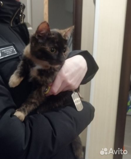 Котенок кошечка в добрые руки