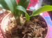 Разные растения, орхидея