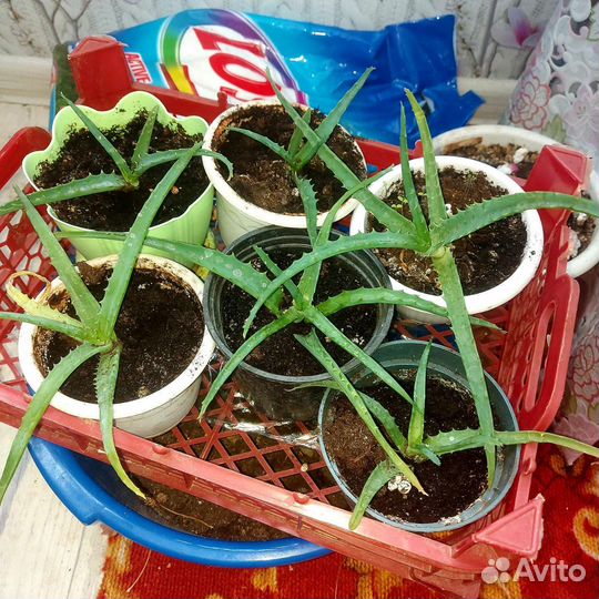 Алое, Толстянка(денежное дерево),Фикус, монстэра