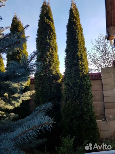 Ель туя кипарис крупномеры