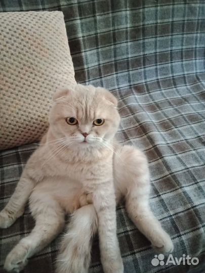 Ищем даму сердца