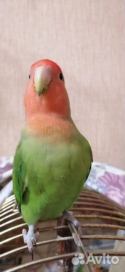 Попугай неразлучники