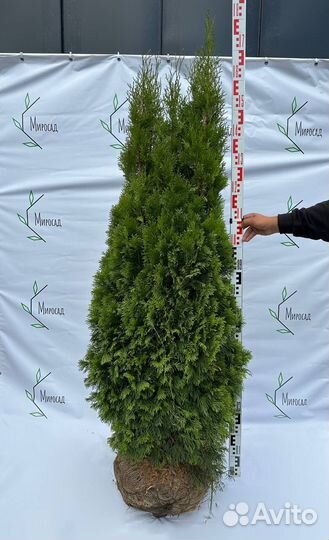 Туя смарагд 140-160 см