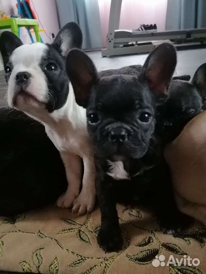 Французский бульдог щенки