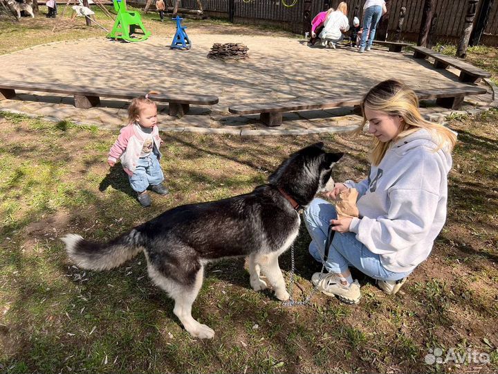 Передержка домашних животных