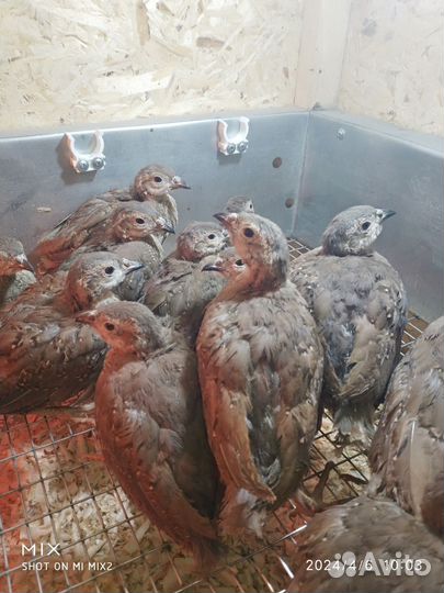 Кеклики (птенцы)