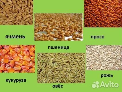 Кукуруза пшеница ячмень