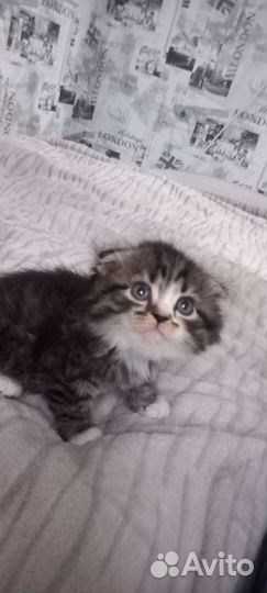 Шотландские вислоухие котята