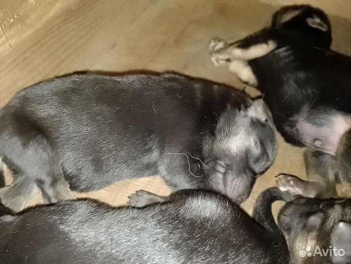 Щенки немецкой овчарки