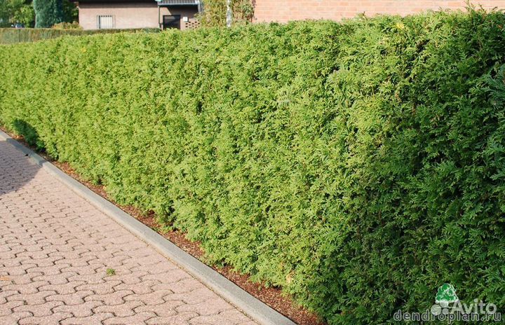 Живая изгородь Брабант