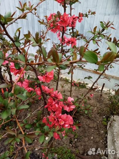 Саженцы Японской айвы