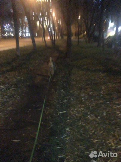 Выгул собак/передержка/дрессировка