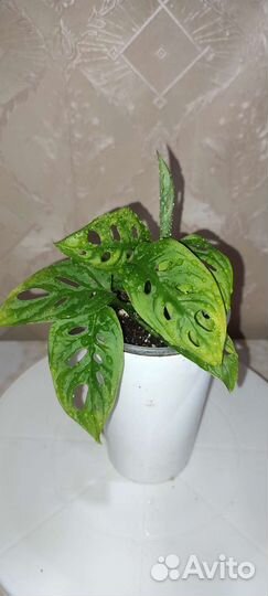 Альбука спиральная