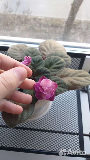 Листики фиалки для укоренения