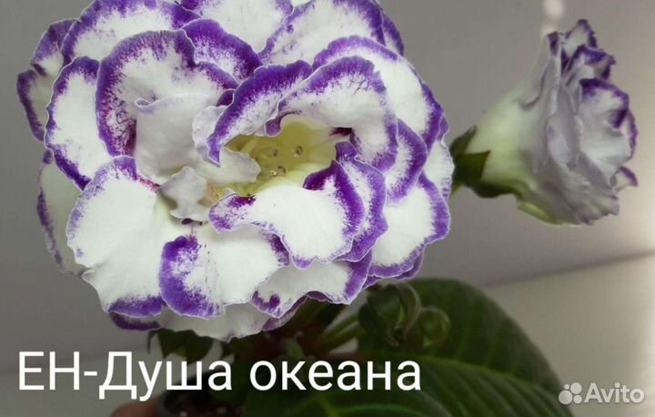 Детки глоксиний