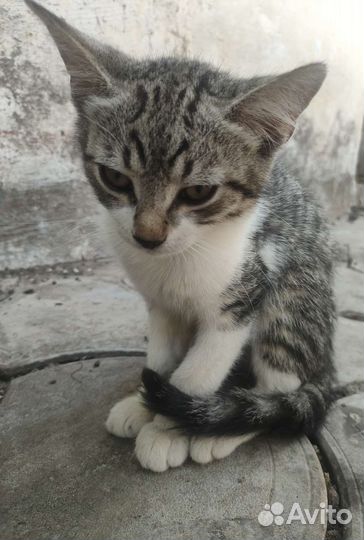 Котята,около 3 месяцев
