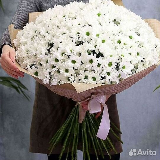 Хризантема