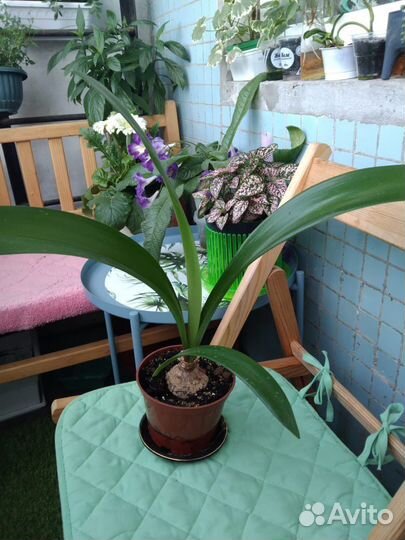 Гипераструм