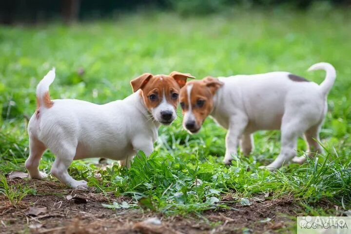 Щенки джек рассел терьер